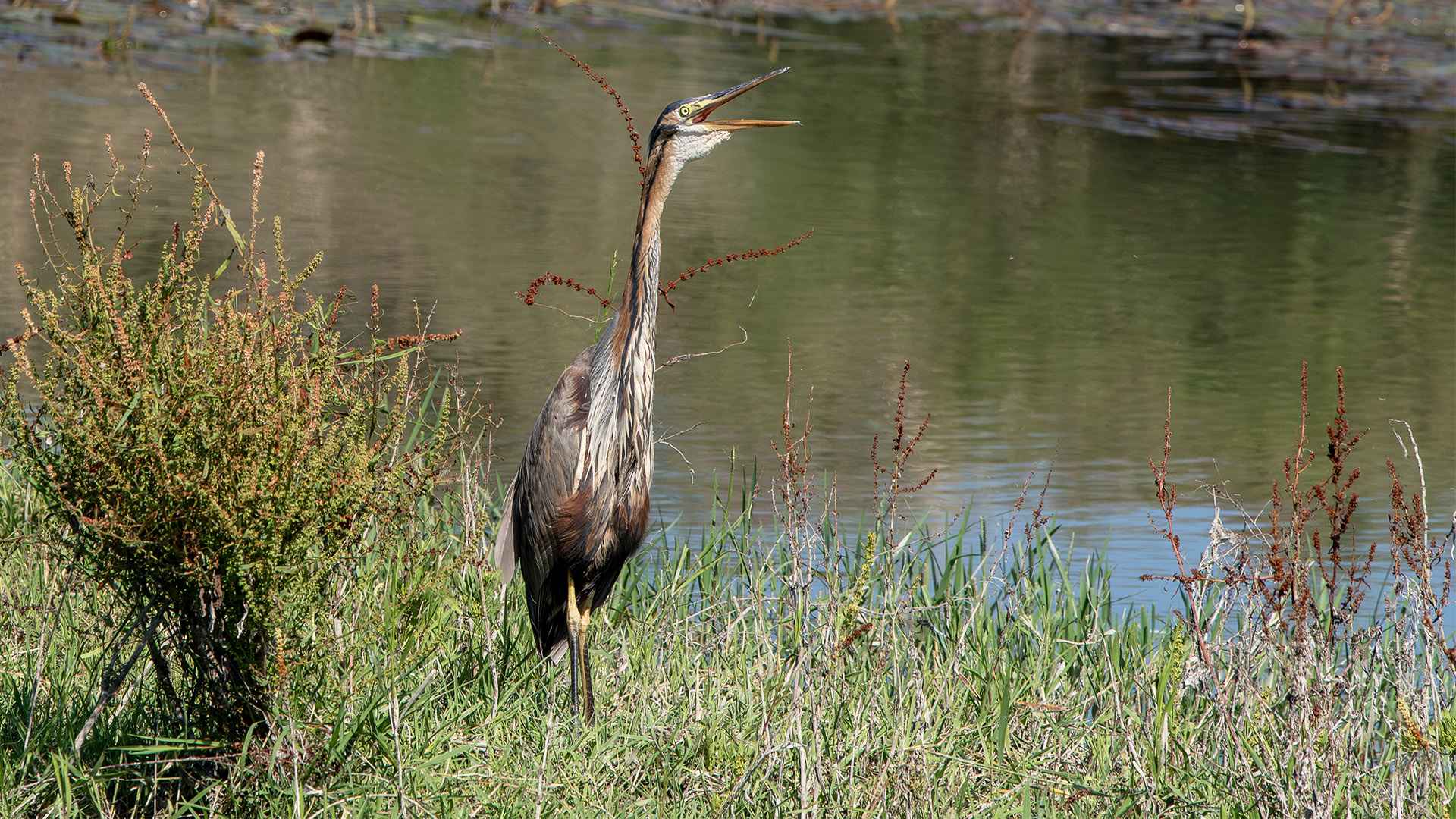 Purple Heron